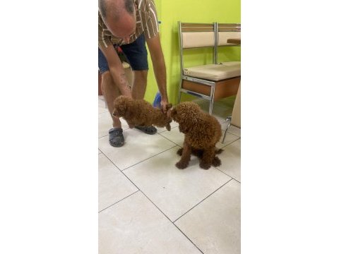 Toy poodle yavrular ırk sağlık garantili