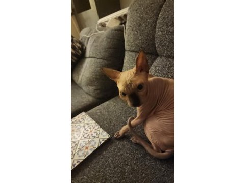 Sphynx sfenks kedimiz yavru