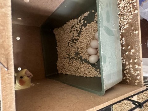Çift sultan papağanı edremit