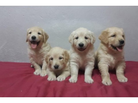 Sevimli ve oyuncu golden yavrularımız
