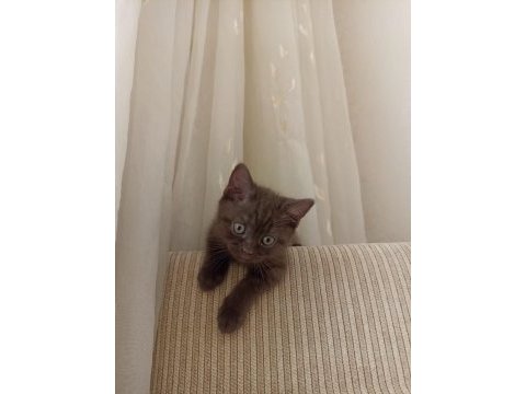 Scottish fold kedimin yavruları