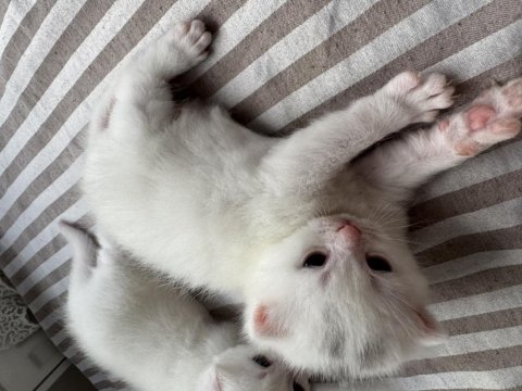 19.04.2025 doğumlu scottish fold yavrular mavi göz