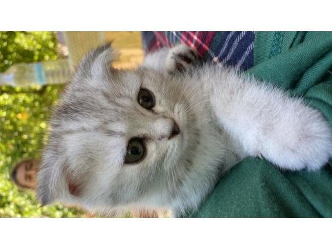 Scottish fold-british long hair