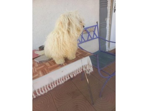Maltese terrier 10 aylık erkek safkan