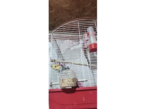 Çift sultan papağanı yumurtalı