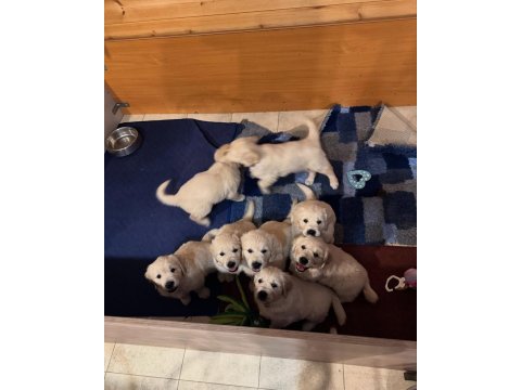 Golden retriever adrese teslim kapıda ödeme yapabilirsiniz