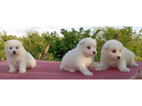Kar beyaz samoyed yavrular çiftlikten