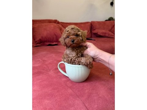 Bebek toy poodle 