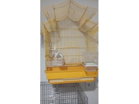 Yeni yeme düşecek sultan papağanı ailenin tek yavrusu