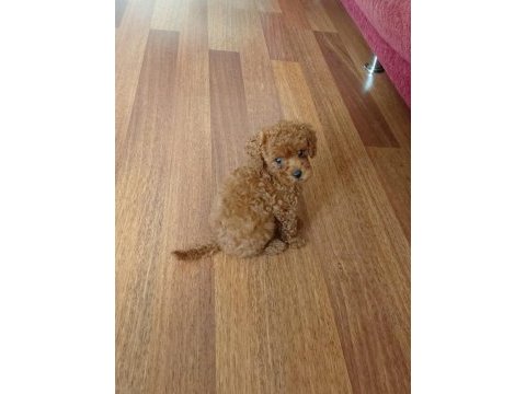 Poodle çikolata ya yuva