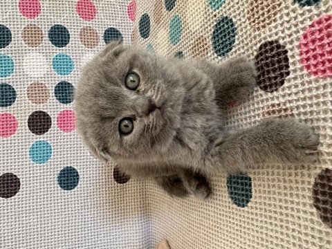 Odd eyes - scottish fold