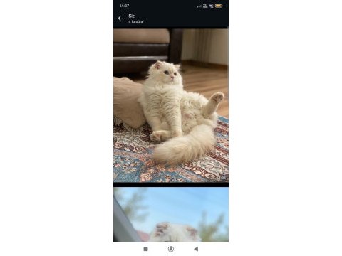 Eşleştirme ilanı scottish fold kedimiz için