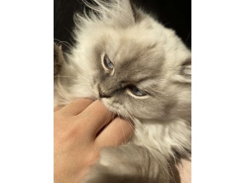 Dünya güzeli british longhair kızımız ailesini bekliyor