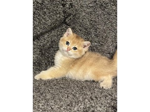 Anne baba şecereli safkan golden british shorthair erkek