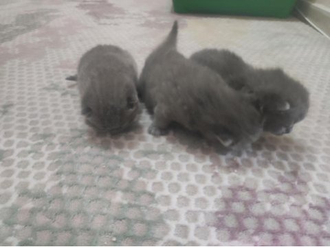 British shorthair yavrularımız yeni yuvasını bekliyor