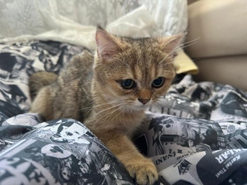 4 aylık british shorthair kendimizi sahiplendiriyoruz
