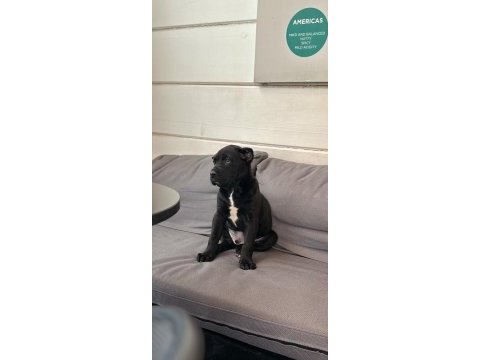 Safkan şecereli a+ cane corso