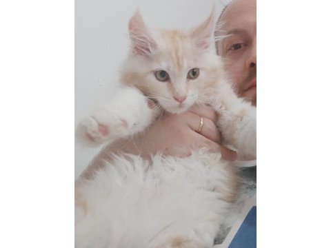 Wcf kayıtlı maine coon yavrusu