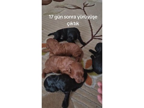 4 toy poodle bebekler
