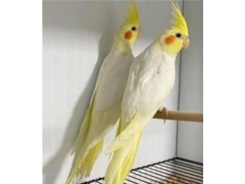 Sağlıklı lutino sultan papağanı yavrular
