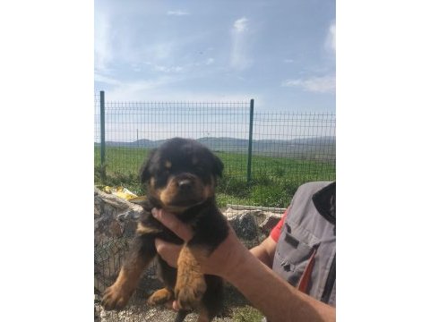 Rottweiler yavrularımız