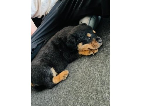 2 aylık bebek rottweiler