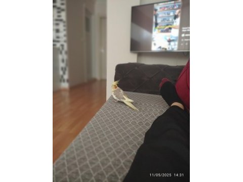Erkek 5.6 kelime bilen sultan papağanı