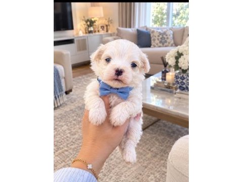 Kucuk mınık köpekler