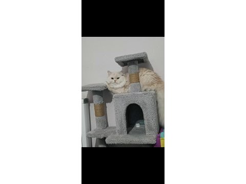 Chinchilla cins kedimiz