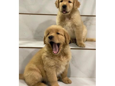 Golden retriever yavruları