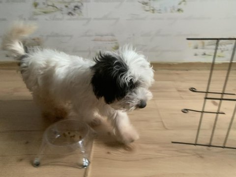 Saf kan morkie maltess 2,5 aylık erkek