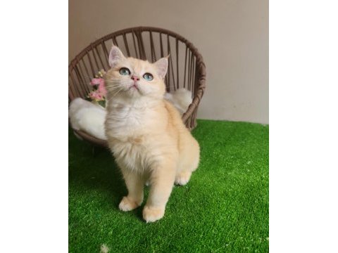 British shorthair yakışıklı yavru karşınızda