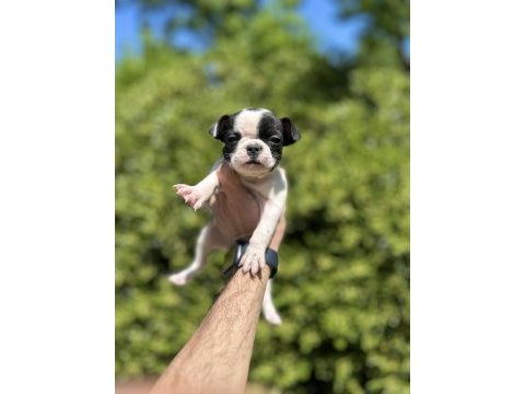 Sevimli ve maskeli french bulldog yavrularım