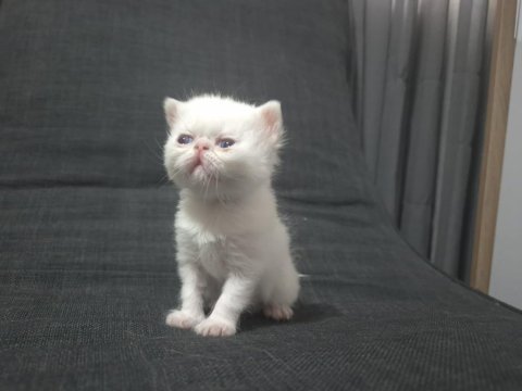 Erkek exotic shorthair kediler