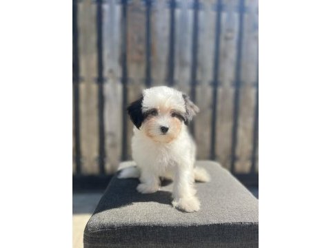 Morkie yavru