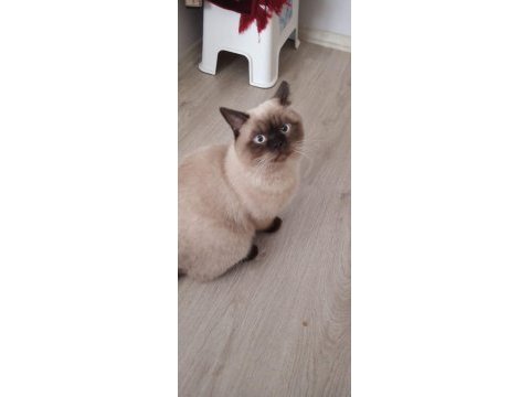8 aylık british longhair