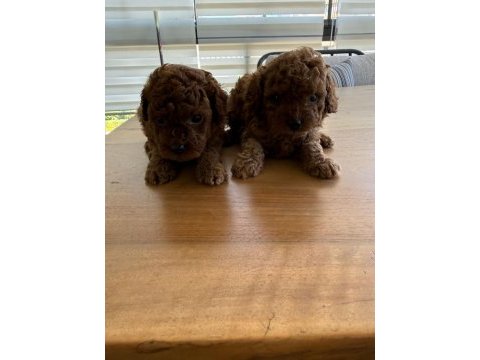 Toy poodle yavrularımız