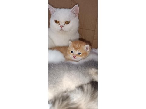 British longhair ve shorthair yavrular