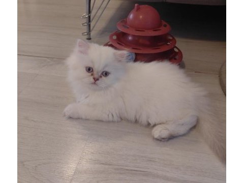 British longhair erkek kedimiz