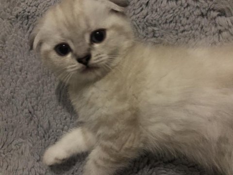 Scottish fold yavrularım erkek-dişi