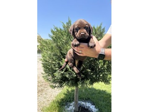 Irk garantili labrador retriever yavrular