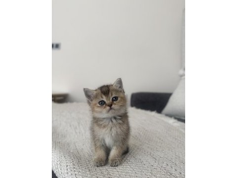 Golden british shorthair yavrular