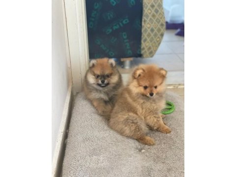 Pomeranian yavrular