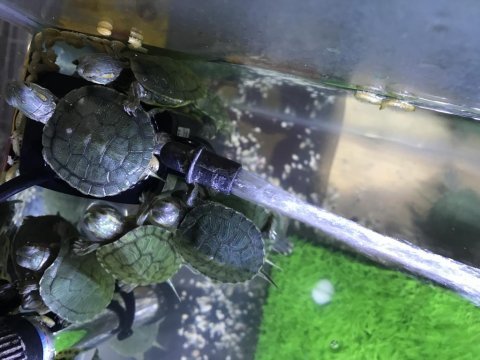 Yavru su kaplumbağaları