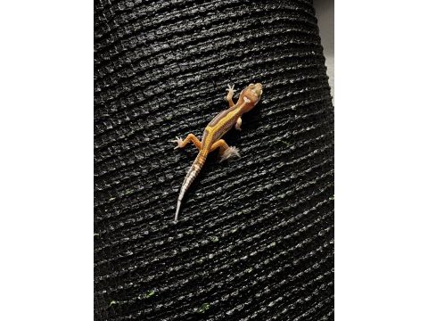 Leopard gecko