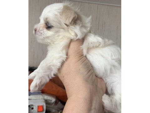 Saf kore kanı maltese 3 aylık dişi