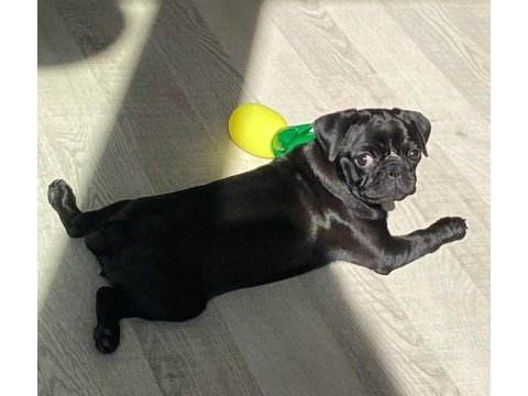 Eğitimli siyah pug