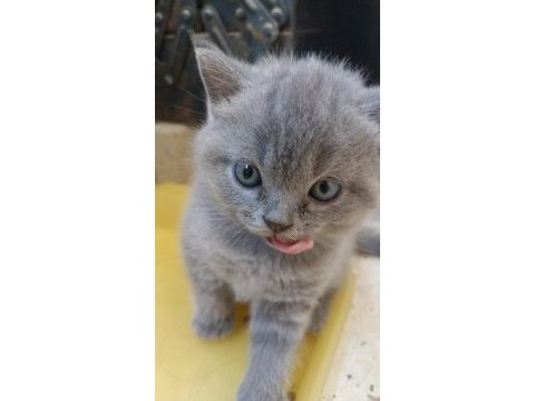 Uygun sahiplendirilecek british shorthair yavrular