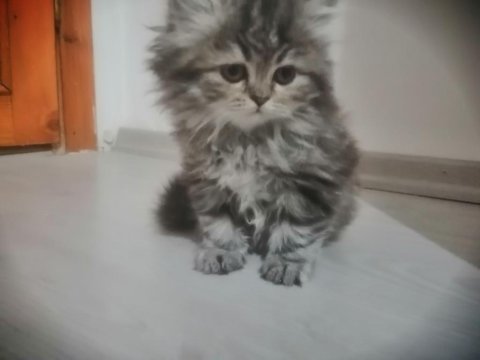 2 aylık chinchilla yavrularımız yeni yuvalarını arıyor