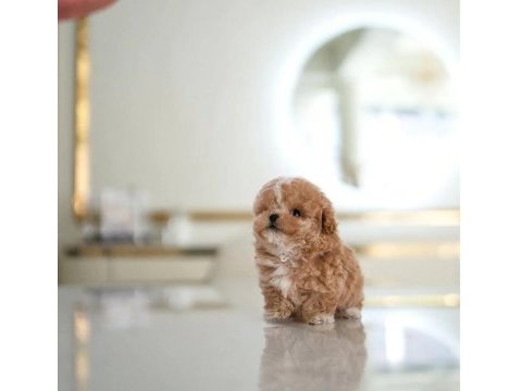 Çocukların mutluluğu toy poodle bebeklerim